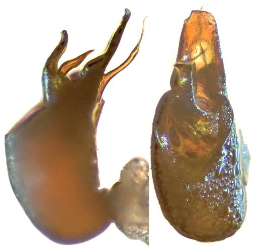 Euconnus navaricus